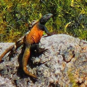 Meet your Posher, Deborah